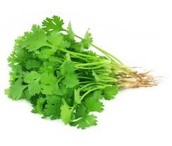 Cilantro