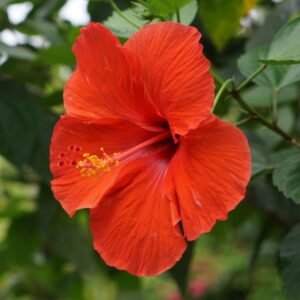 Hibiscus