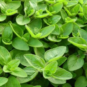 Marjoram